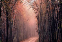 游泳世界杯男子200米蛙泳 覃海洋犯规痛失金牌.